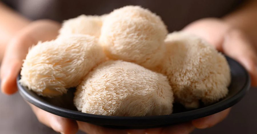 Lion's Mane préparé